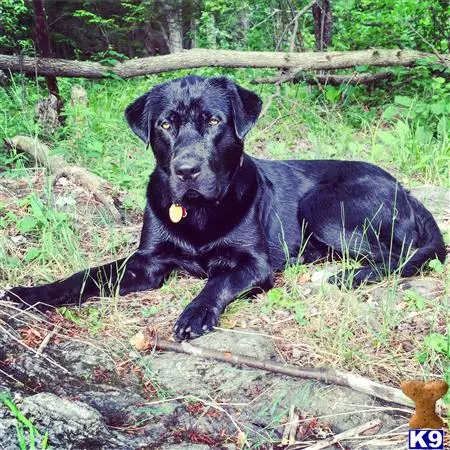 Labrador Retriever stud dog