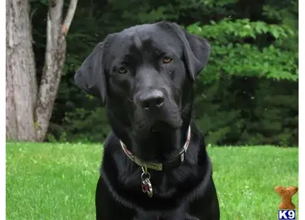 Labrador Retriever