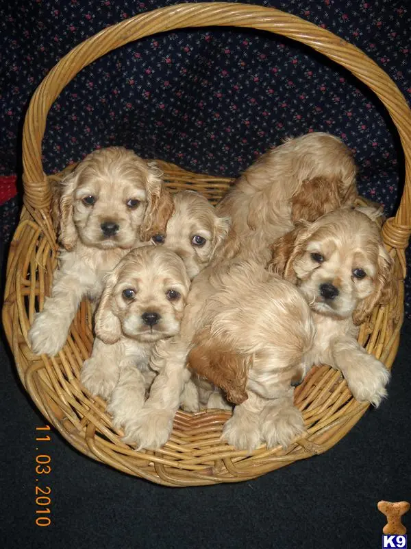 Cocker Spaniel