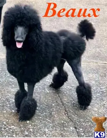 Poodle stud dog