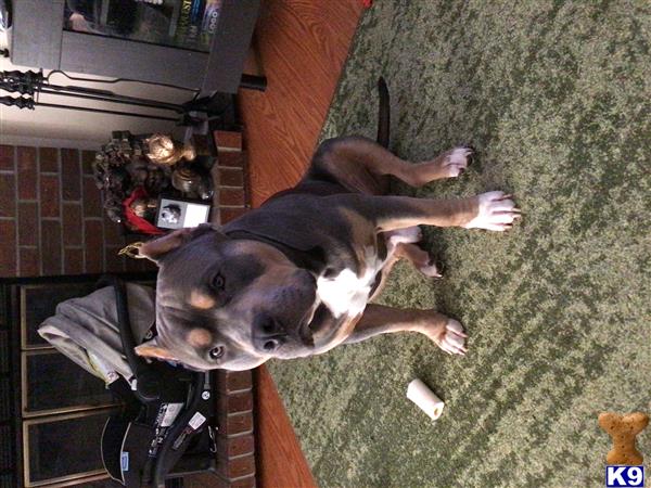 a american bully dog lying on the ground