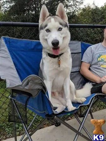 Siberian Husky stud dog