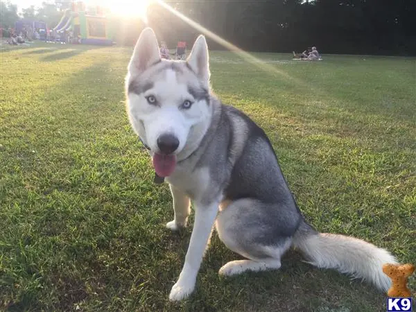 Siberian Husky stud dog