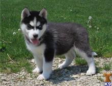 siberian husky puppy posted by grlotars