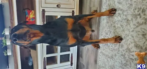 Doberman Pinscher stud dog