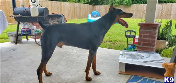 Doberman Pinscher stud dog