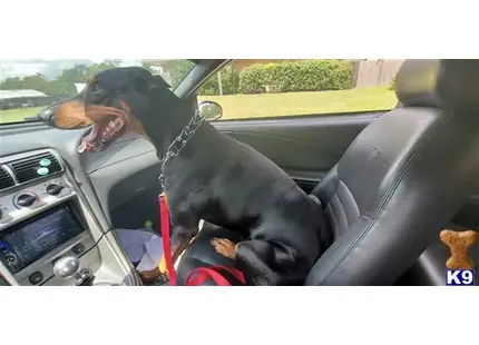 Doberman Pinscher