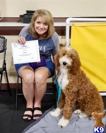 Goldendoodles stud dog