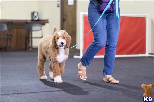 Goldendoodles stud dog