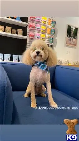 Poodle stud dog