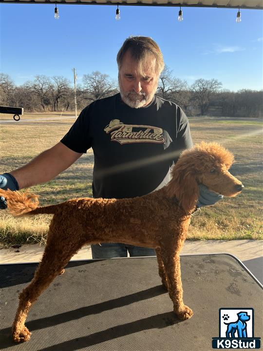a man holding a poodle dog
