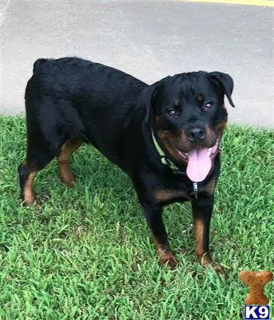 Rottweiler stud dog