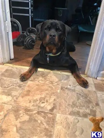 Rottweiler stud dog