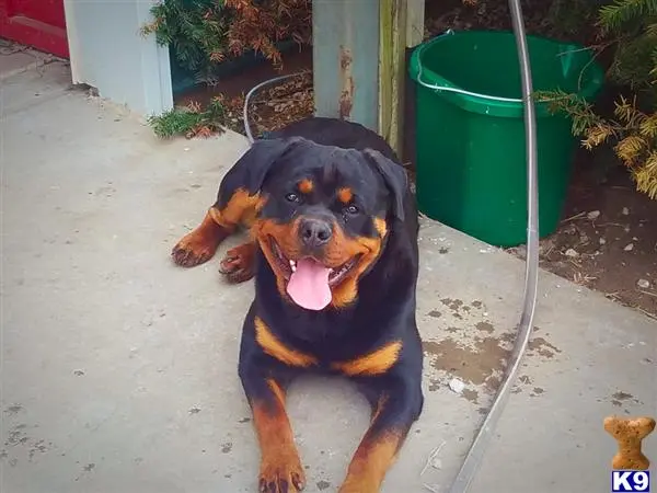 Rottweiler stud dog