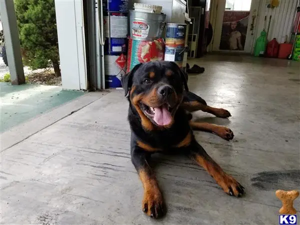 Rottweiler stud dog