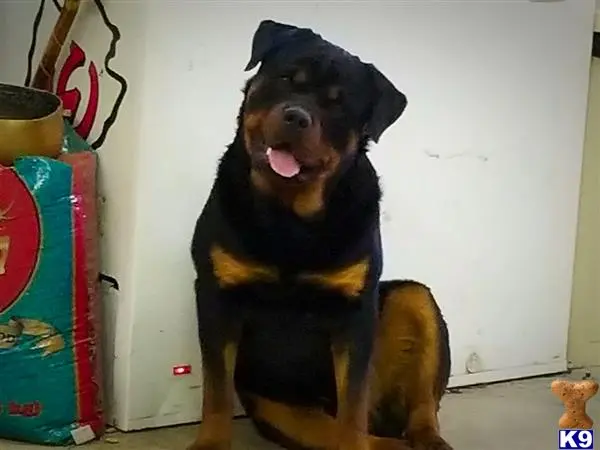 Rottweiler stud dog