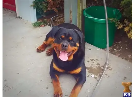 Rottweiler