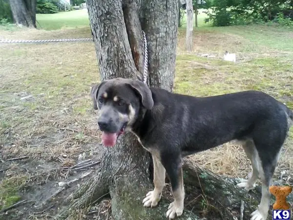 Cane Corso stud dog