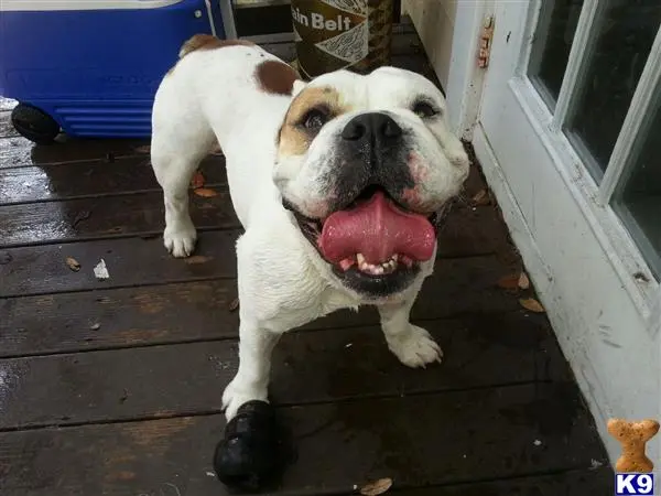 Old English Bulldog stud dog