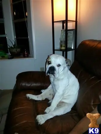 Old English Bulldog stud dog