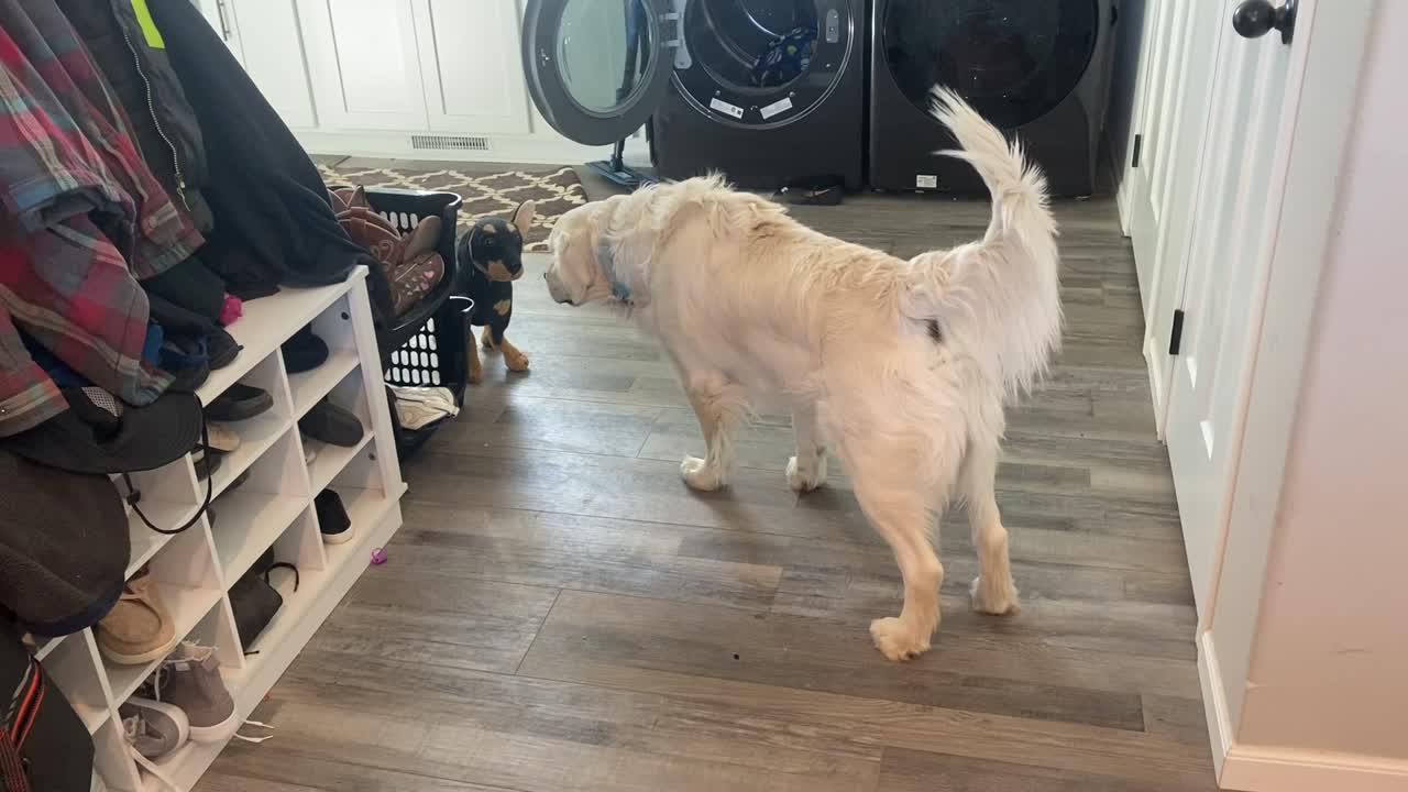Golden Retriever stud dog: Error: Operation returned an invalid status code BadRequest<br/>Stack Trace:    at Microsoft.Azure.CognitiveServices.Vision.ComputerVision.ComputerVisionClient.<DescribeImageInStreamWithHttpMessagesAsync>d__41.MoveNext()
--- End of stack t