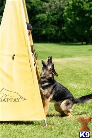 German Shepherd stud dog