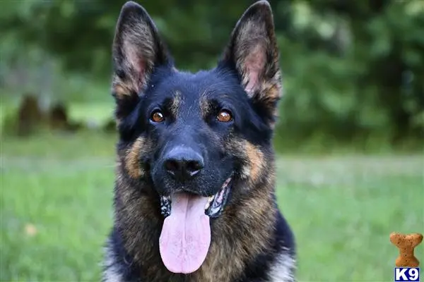 German Shepherd stud dog