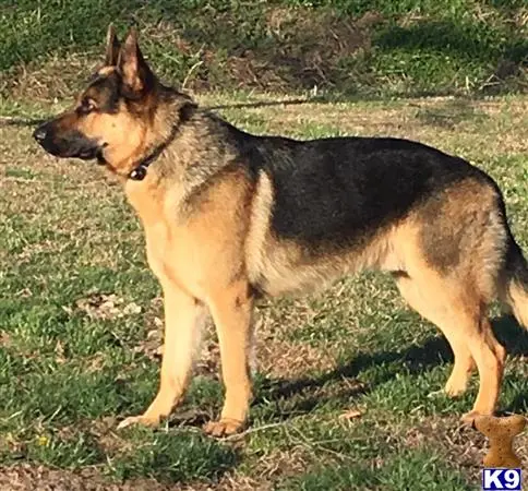 German Shepherd stud dog