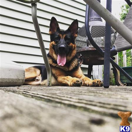 a german shepherd dog lying on a deck