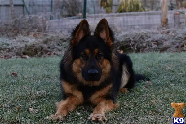 German Shepherd stud dog