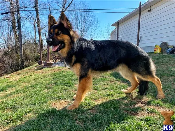 German Shepherd stud dog