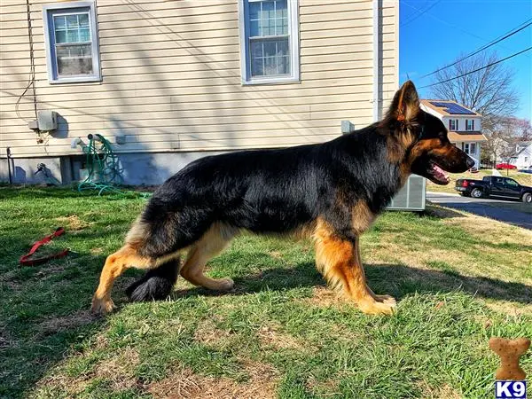 German Shepherd stud dog