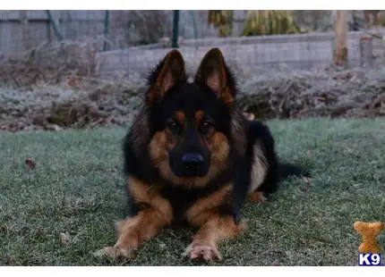 German Shepherd