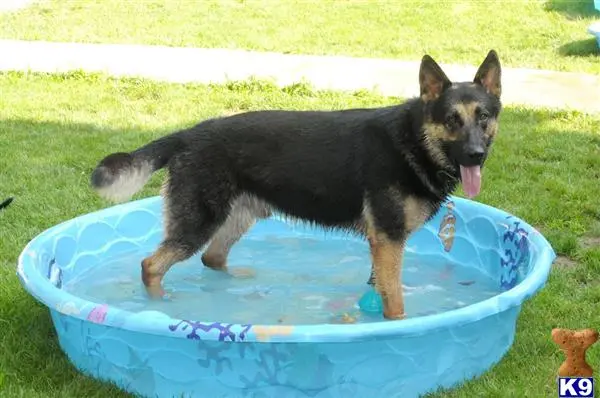 German Shepherd stud dog