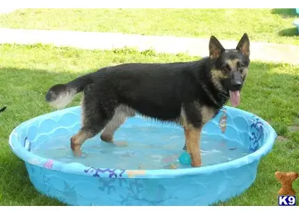 German Shepherd