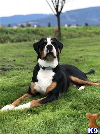 Greater Swiss Mountain Dog stud dog