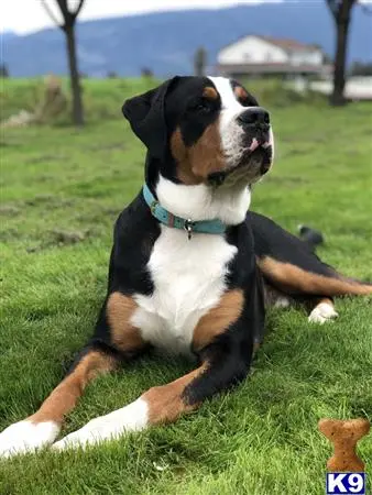 Greater Swiss Mountain Dog stud dog