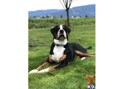 a greater swiss mountain dog dog lying in the grass