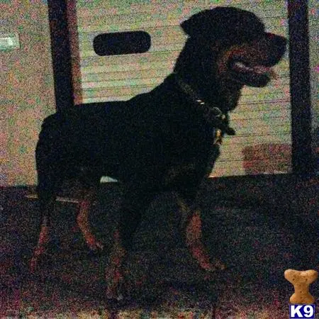 Rottweiler stud dog