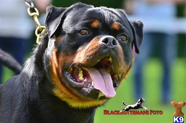 Rottweiler