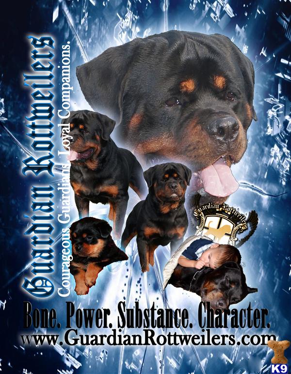 Rottweiler