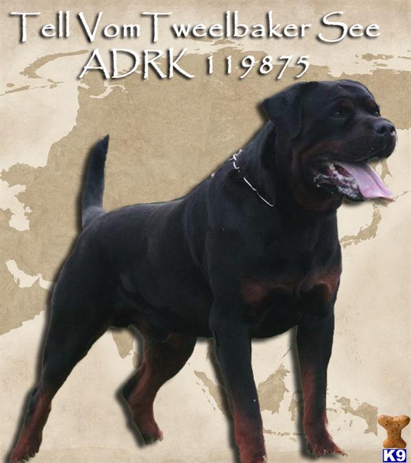 rottweiler puppy contract rottweiler puppy for sale lifetime genetic guarantee gr puppy contract guara 5 years rottweiler puppy contract rottweiler puppy for sale lifetime genetic guarantee gr puppy contract guara 5 years