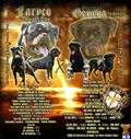 rottweiler puppy posted by guardianrottweilers