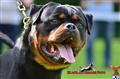 rottweiler puppy posted by guardianrottweilers