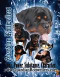 rottweiler puppy posted by guardianrottweilers
