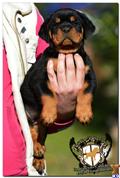 rottweiler puppy posted by guardianrottweilers