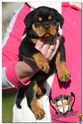 rottweiler puppy posted by guardianrottweilers