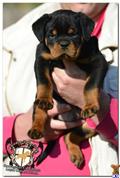 rottweiler puppy posted by guardianrottweilers