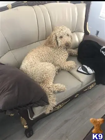 Goldendoodles stud dog: a goldendoodles dog sitting in a chair