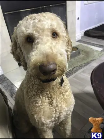 Goldendoodles stud dog: a goldendoodles dog sitting on a tile floor